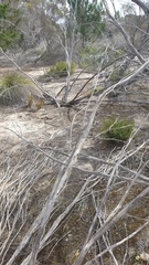 Pterostylis cycnocephala