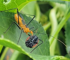 Zelus longipes