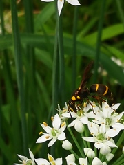 Anterhynchium flavomarginatum