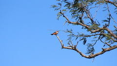 Pyrocephalus rubinus