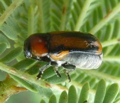 Peploptera