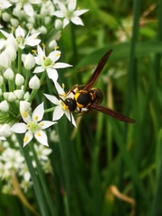 Anterhynchium flavomarginatum
