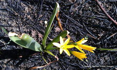 Cyrtanthus breviflorus