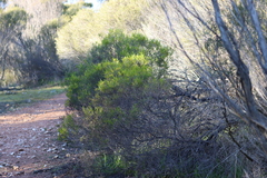 Acacia calamifolia