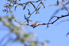 Archilochus colubris