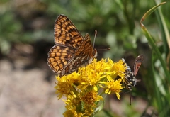 Chlosyne whitneyi