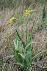 Bulbine praemorsa