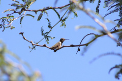 Archilochus colubris