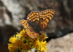 Chlosyne whitneyi