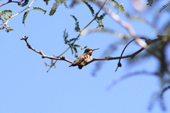 Archilochus colubris