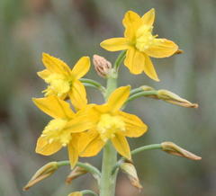 Bulbine praemorsa