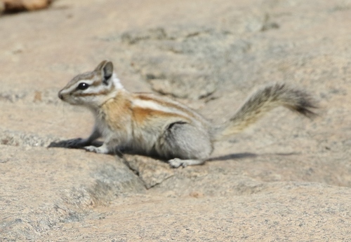 Alpine Chipmunk