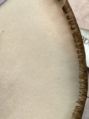 Lentinus substrictus