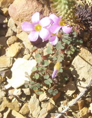 Oxalis punctata