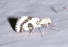 Philtraea elegantaria