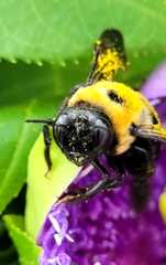 Xylocopa virginica