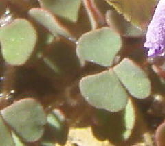 Oxalis punctata
