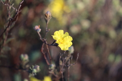 Hibbertia crinita