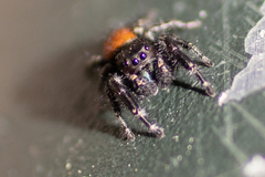 Phidippus johnsoni