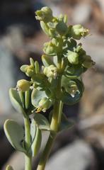 Tetraena prismatocarpa