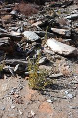 Tetraena prismatocarpa
