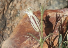 Silene sargentii