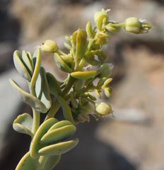 Tetraena prismatocarpa