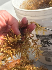 Sargassum natans