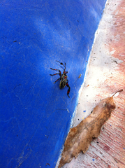 Pachylis acutangulus