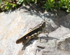 Cratypedes lateritius