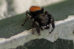 Phidippus