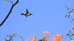 Archilochus colubris