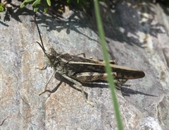 Cratypedes lateritius