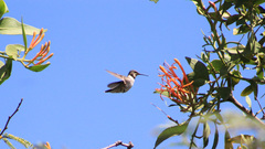 Archilochus colubris