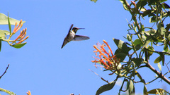 Archilochus colubris