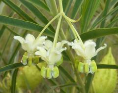 Gomphocarpus fruticosus fruticosus