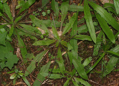 Plantago raoulii