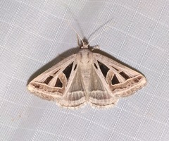 Callistege diagonalis