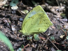 Abaeis mexicana