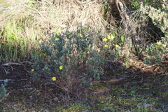 Hibbertia crinita