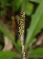 Plantago raoulii