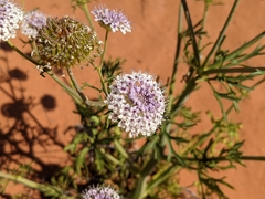 Trachymene glaucifolia