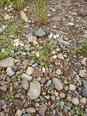 Dontostemon pinnatifidus