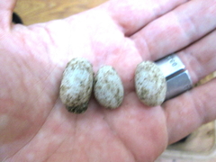 Sceloporus undulatus