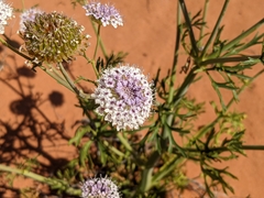 Trachymene glaucifolia