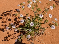 Trachymene glaucifolia