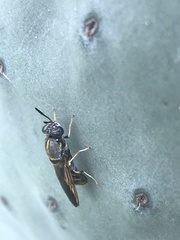 Hermetia subpellucida