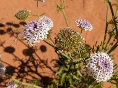 Trachymene glaucifolia