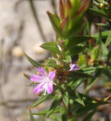 Agathosma pungens