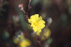Hibbertia crinita